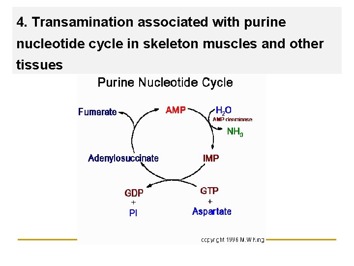 4. Transamination associated with purine nucleotide cycle in skeleton muscles and other tissues 