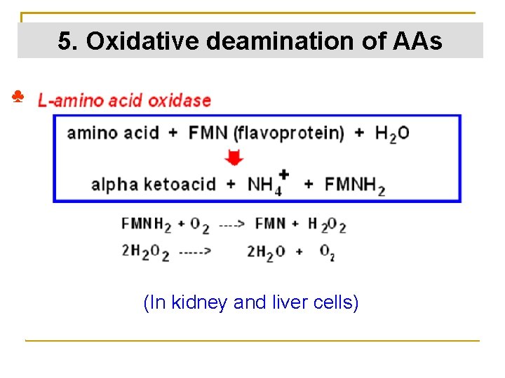 5. Oxidative deamination of AAs ♣ (In kidney and liver cells) 