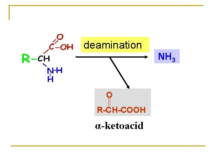 deamination NH 3 O R-CH-COOH α-ketoacid 