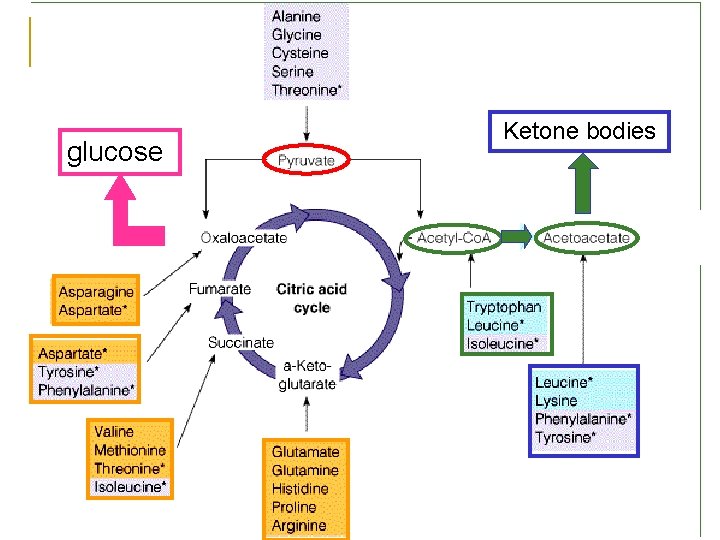 glucose Ketone bodies 
