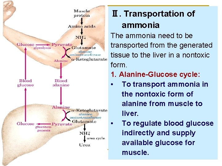 Ⅱ. Transportation of ammonia The ammonia need to be transported from the generated tissue
