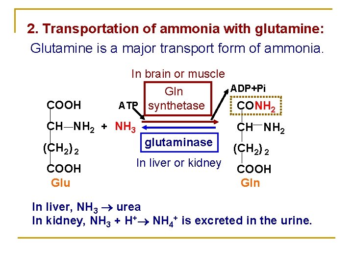 2. Transportation of ammonia with glutamine: Glutamine is a major transport form of ammonia.