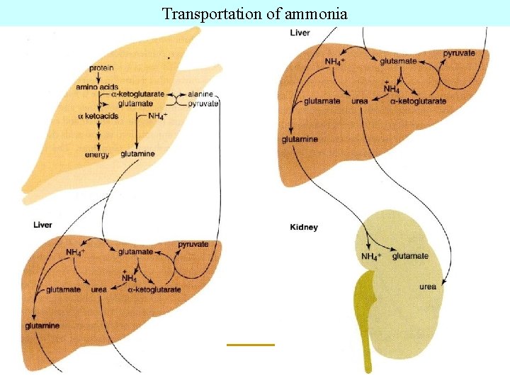 Transportation of ammonia 