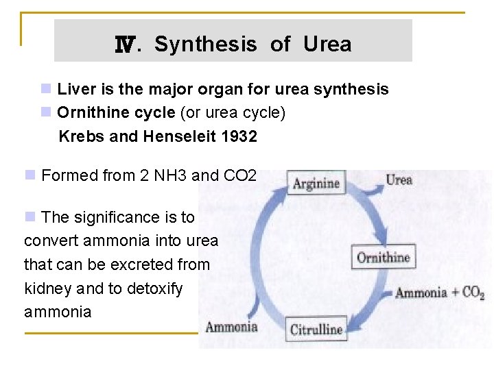 Ⅳ. Synthesis of Urea n Liver is the major organ for urea synthesis n
