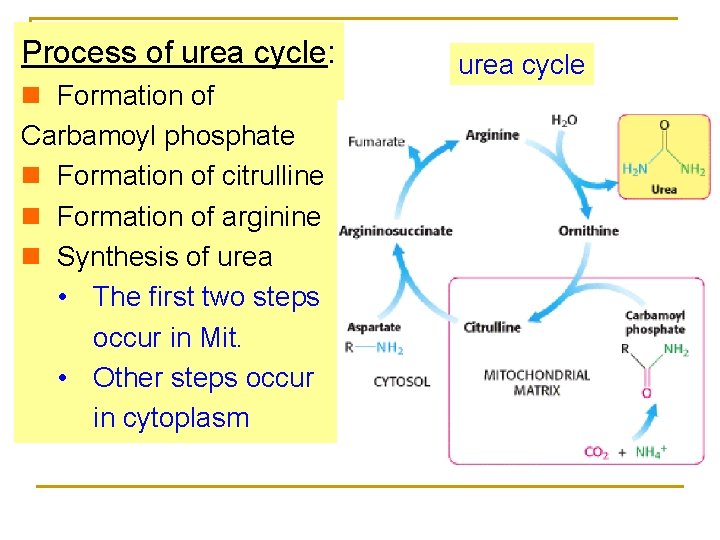 Process of urea cycle: n Formation of Carbamoyl phosphate n Formation of citrulline n