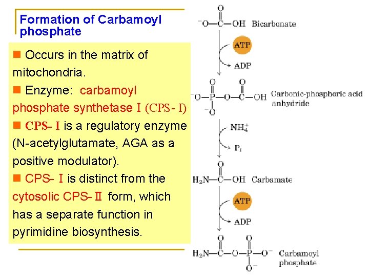 Formation of Carbamoyl phosphate n Occurs in the matrix of mitochondria. n Enzyme: carbamoyl