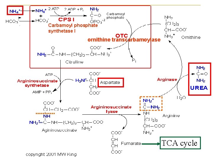 Carbamoyl phosphate synthetase I ornithine transcarbamoylase TCA cycle 