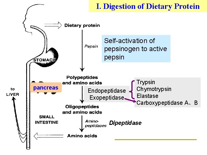 I. Digestion of Dietary Protein Self-activation of pepsinogen to active pepsin pancreas Endopeptidase Exopeptidase