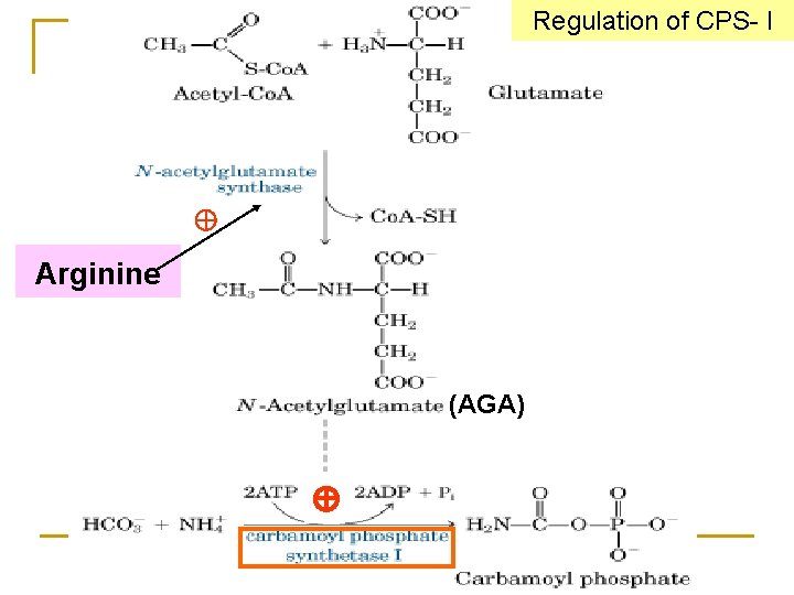 Regulation of CPS- I Arginine (AGA) 