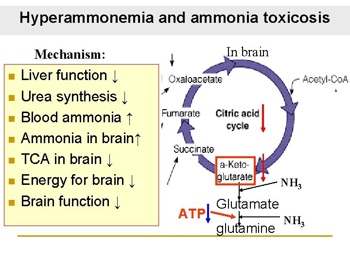 Hyperammonemia and ammonia toxicosis In brain Mechanism: n n n n Liver function ↓