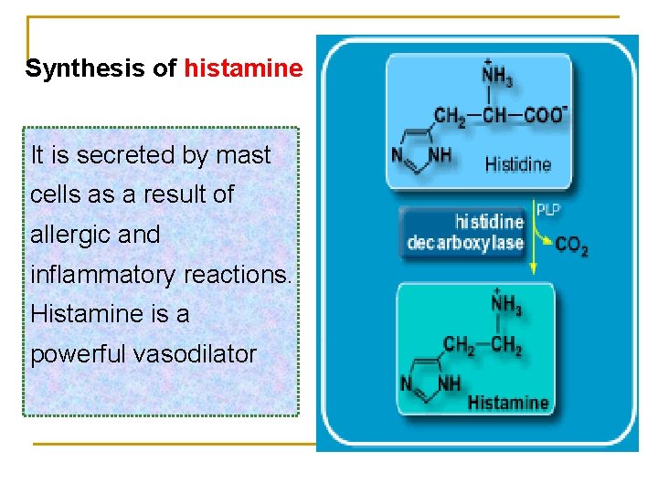 Synthesis of histamine It is secreted by mast cells as a result of allergic