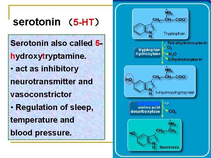 serotonin （5 -HT） Serotonin also called 5 hydroxytryptamine. • act as inhibitory neurotransmitter and