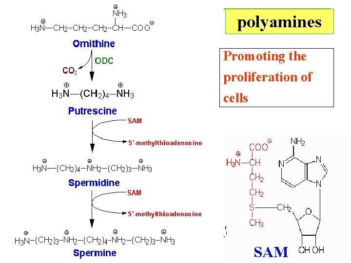 polyamines Promoting the proliferation of cells SAM 