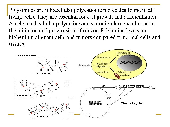 Polyamines are intracellular polycationic molecules found in all living cells. They are essential for