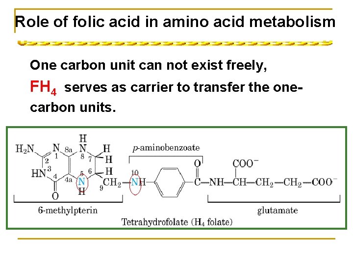 Role of folic acid in amino acid metabolism One carbon unit can not exist