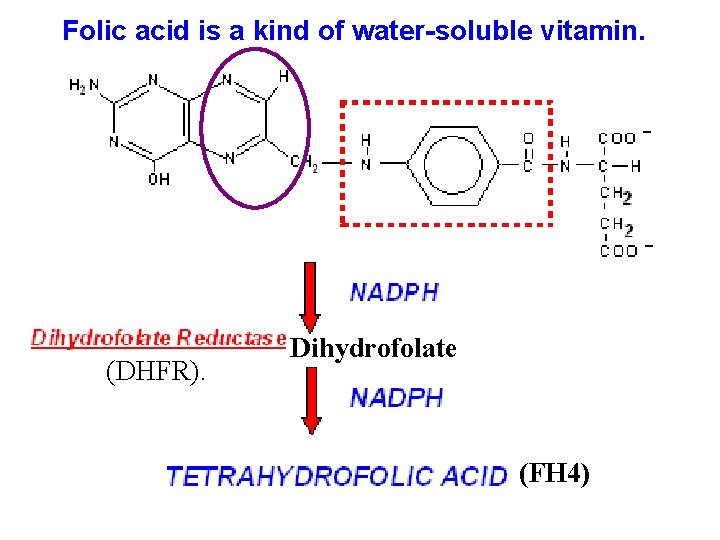 Folic acid is a kind of water-soluble vitamin. (DHFR). Dihydrofolate (FH 4) 