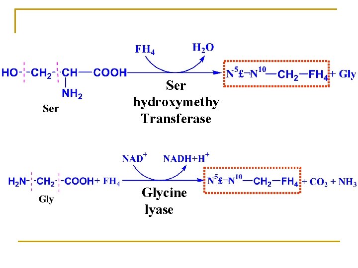 Ser hydroxymethy Transferase Glycine lyase 