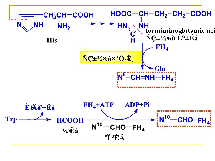 formiminoglutamic aci 