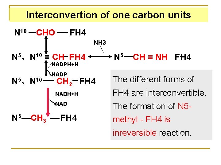 Interconvertion of one carbon units N 10 CHO FH 4 NH 3 N 5、N