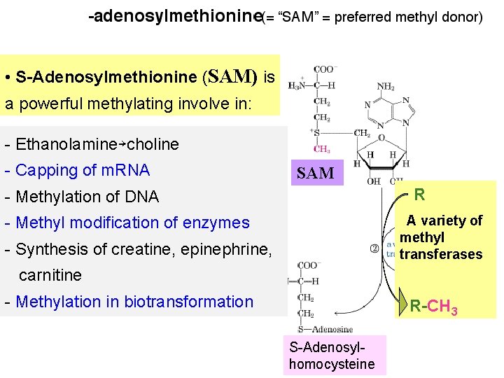  • S-Adenosylmethionine (SAM) is a powerful methylating involve in: - Ethanolamine￫choline - Capping