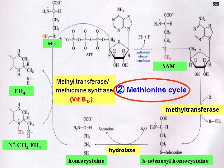 Met SAM FH 4 Methyl transferase/ methionine synthase (Vit B 12) ② Methionine cycle