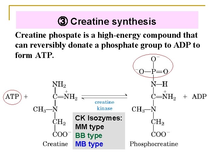 ③ Creatine synthesis Creatine phospate is a high-energy compound that can reversibly donate a