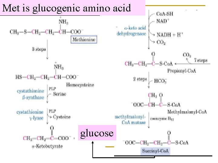 Met is glucogenic amino acid glucose 