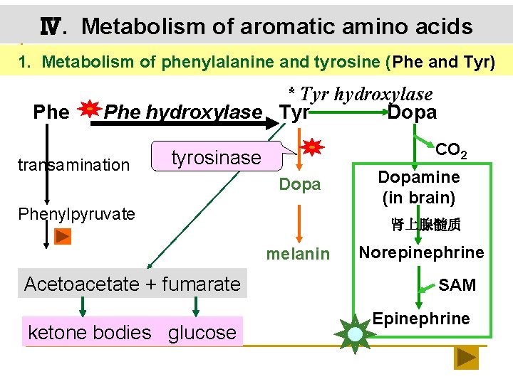 Ⅳ. Metabolism of aromatic amino acids 1. Metabolism of phenylalanine and tyrosine (Phe and