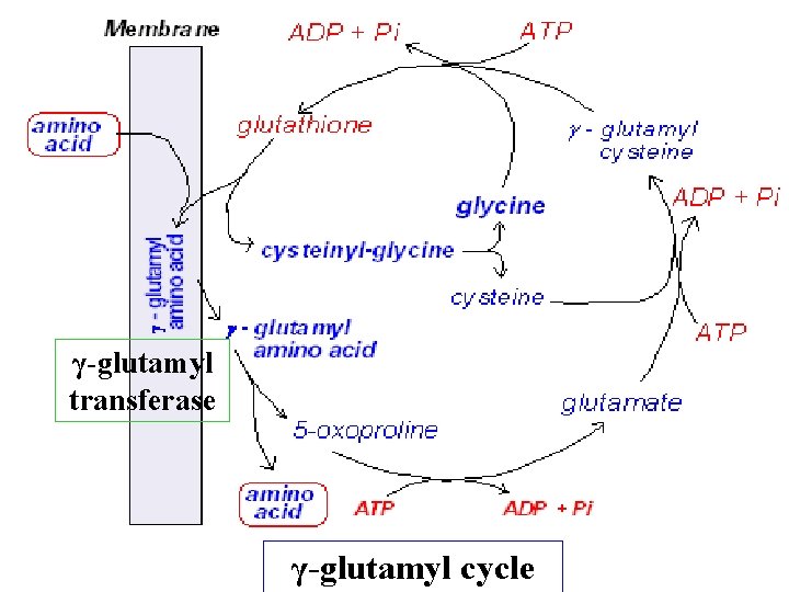 γ-glutamyl transferase γ-glutamyl cycle 