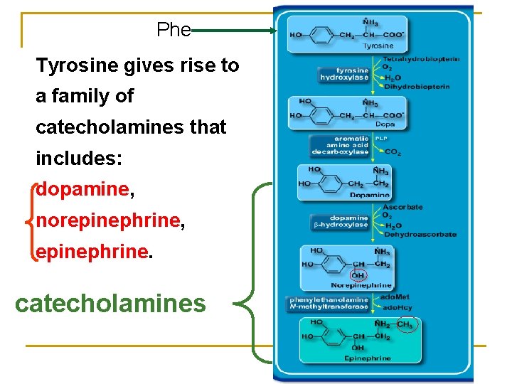 Phe Tyrosine gives rise to a family of catecholamines that includes: dopamine, norepinephrine, epinephrine.