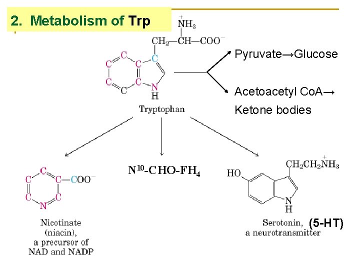 2. Metabolism of Trp Pyruvate→Glucose Acetoacetyl Co. A→ Ketone bodies N 10 -CHO-FH 4