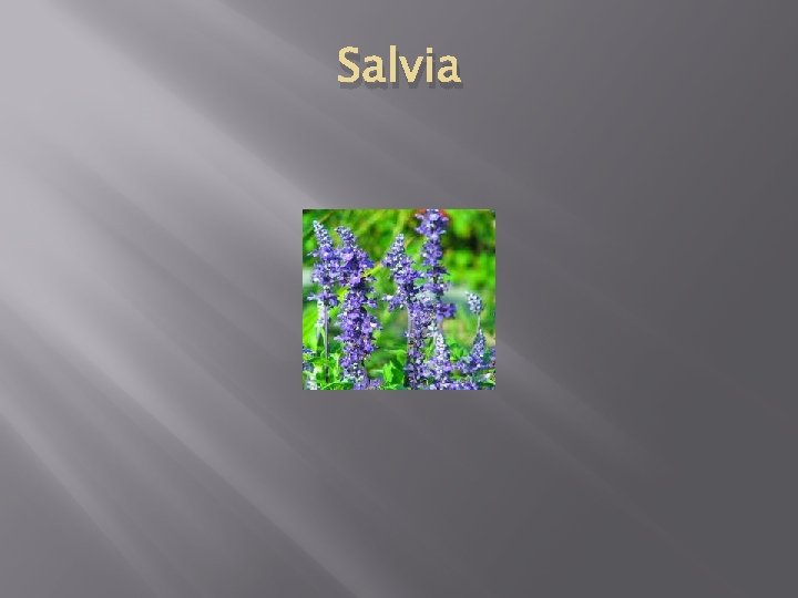 Salvia 