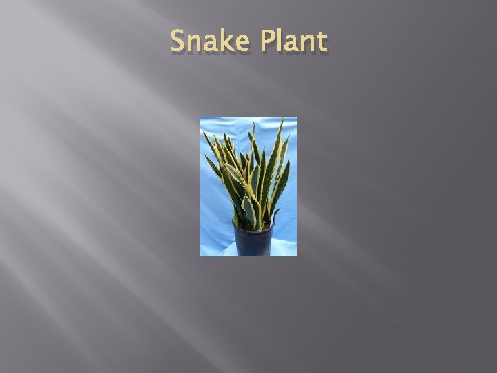 Snake Plant 