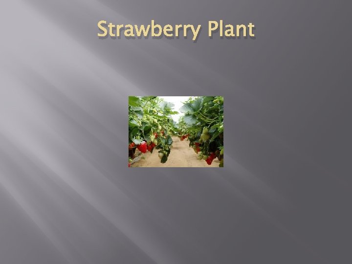 Strawberry Plant 