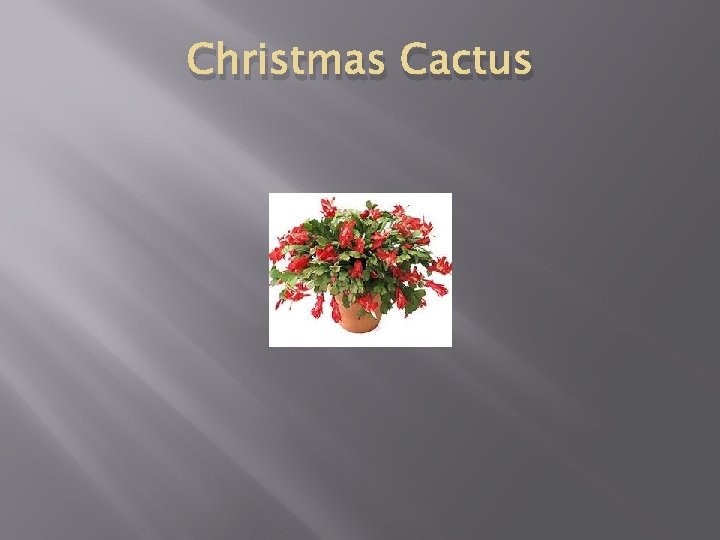 Christmas Cactus 