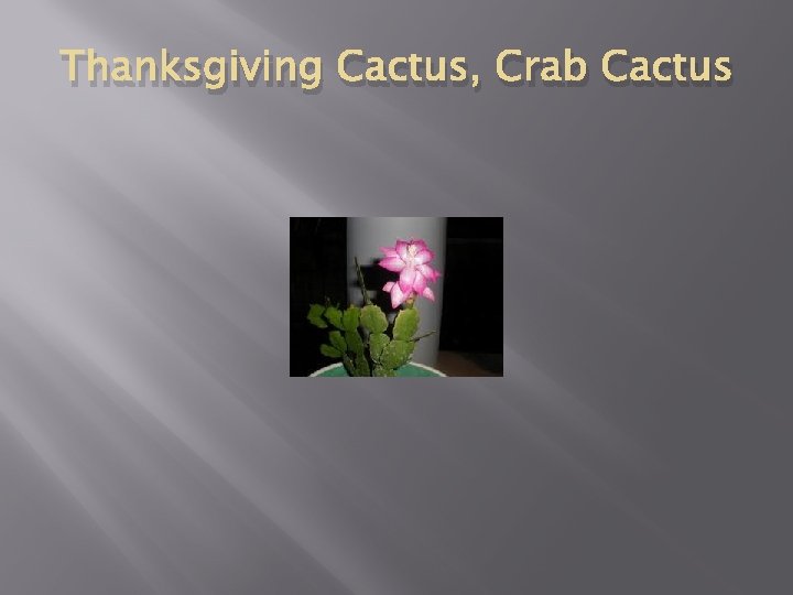 Thanksgiving Cactus, Crab Cactus 