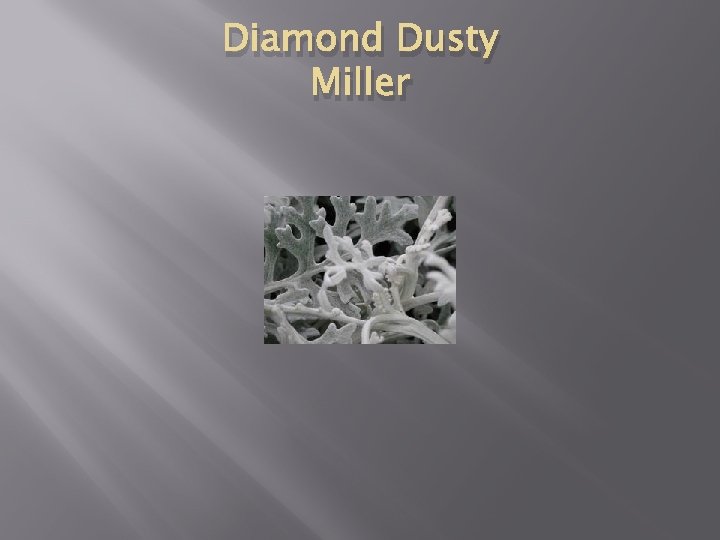 Diamond Dusty Miller 