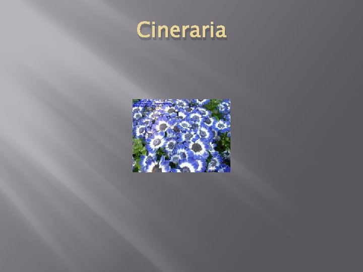 Cineraria 