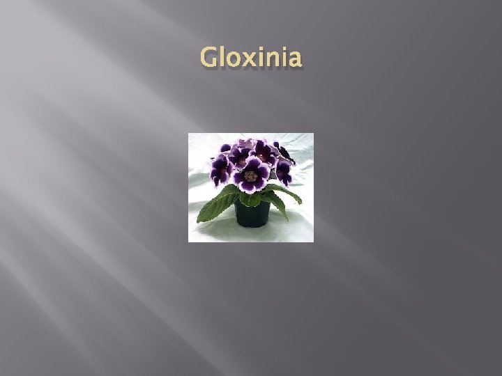 Gloxinia 