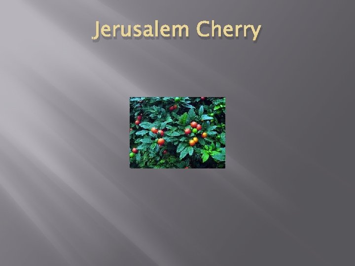 Jerusalem Cherry 