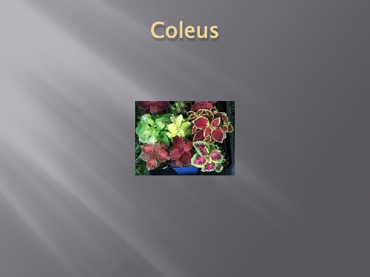 Coleus 