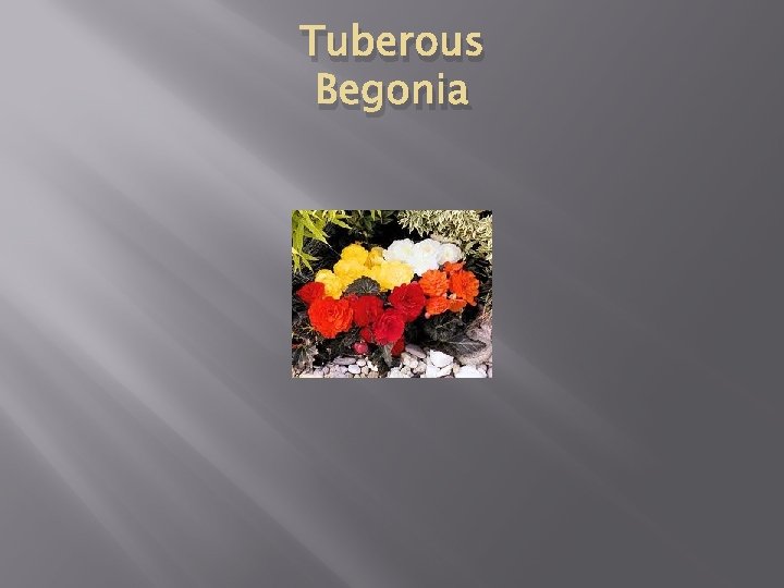 Tuberous Begonia 