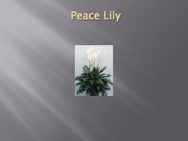 Peace Lily 