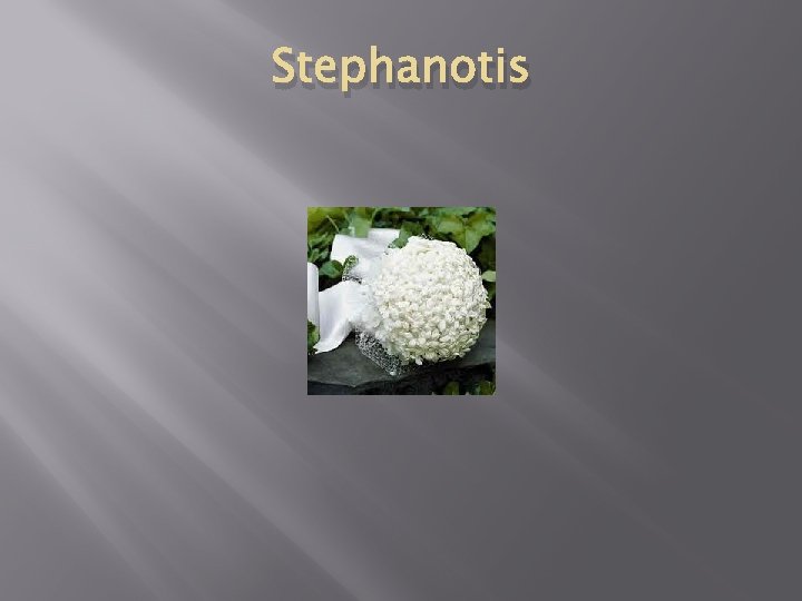 Stephanotis 