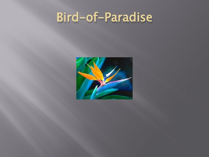 Bird-of-Paradise 