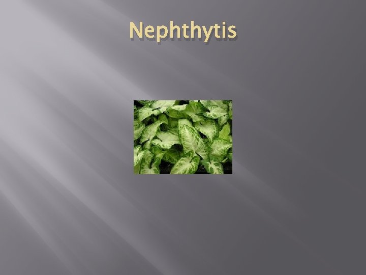 Nephthytis 