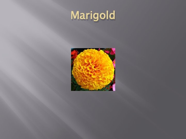 Marigold 