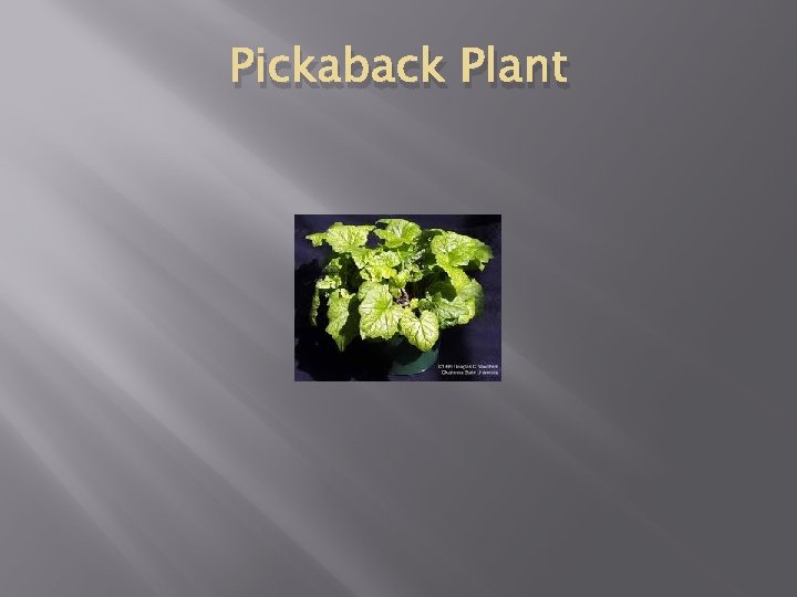 Pickaback Plant 