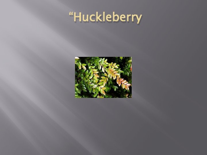 “Huckleberry 