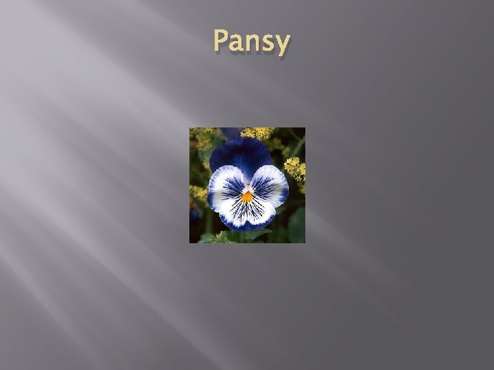 Pansy 